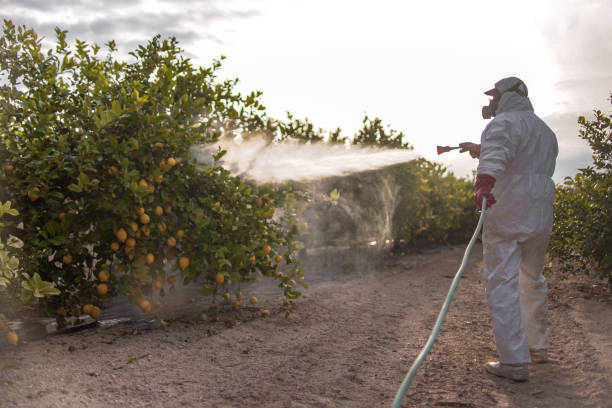 Best Exterminator Services  in Ballwin, MO