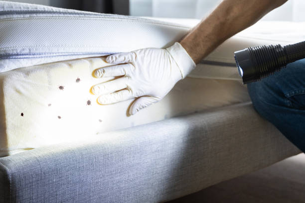 Best Wasp Removal Services  in Ballwin, MO