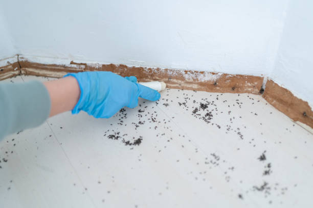 Best Ant Control Services  in Ballwin, MO